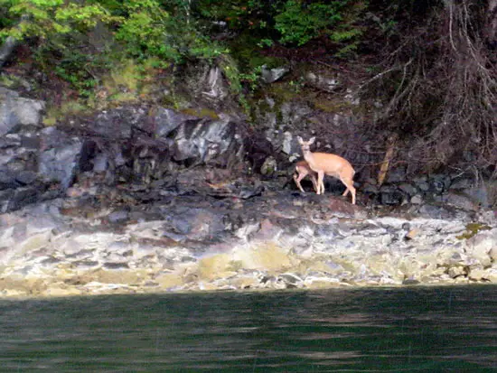 Deer-in-the-Indian-Arm