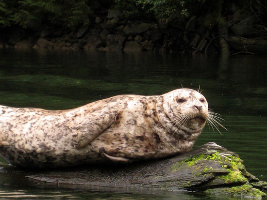 Harbour-Seal