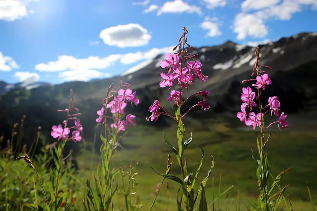 garibaldi park wildflowers