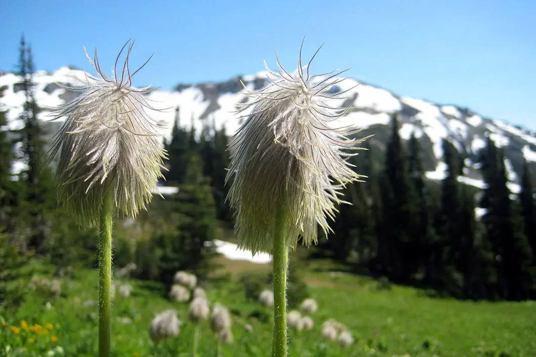 Walking through Black Tusk Meadow