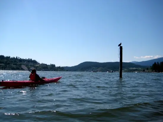 Rocky Point Kayak Eagle