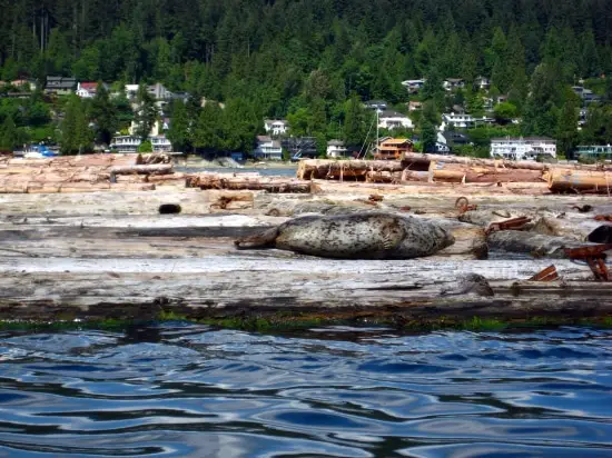 Rocky Point Kayak Seal