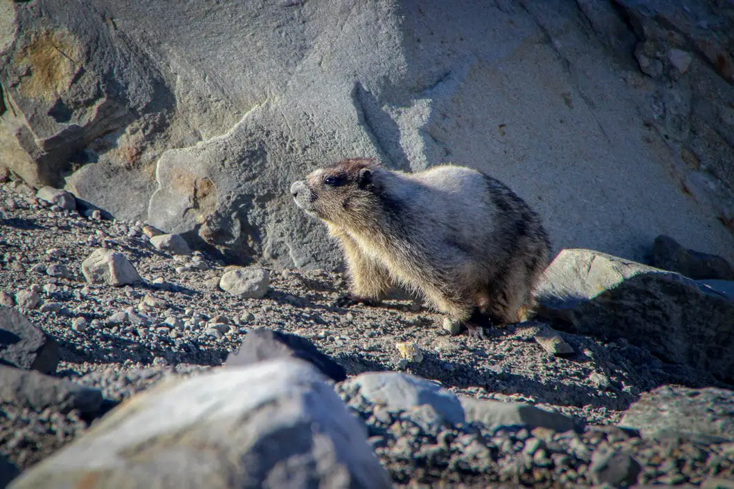 a marmot