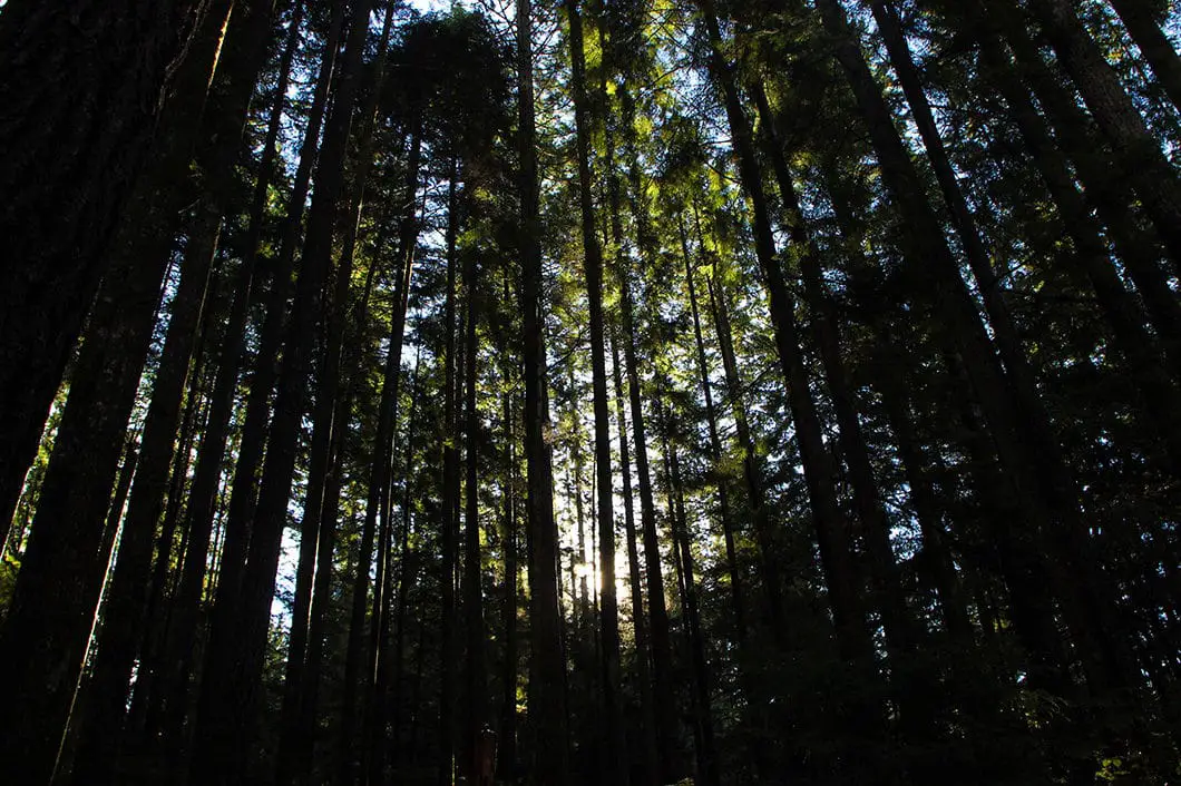 Forest around Rice Lake