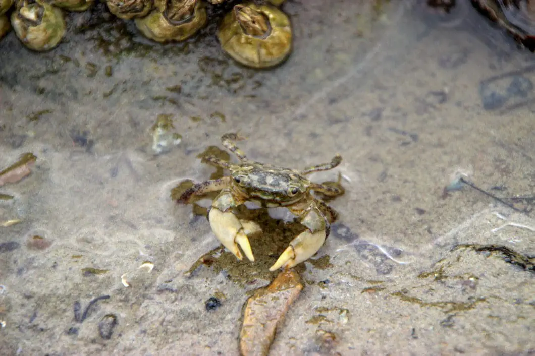 Maplewood Flats in North Vancouver 1 A crab