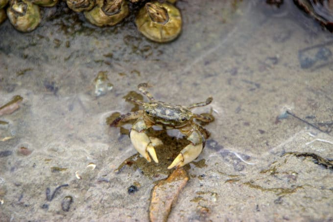 A crab