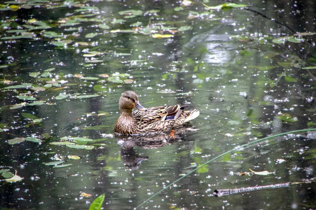 Maplewood Flats in North Vancouver 2 A duck