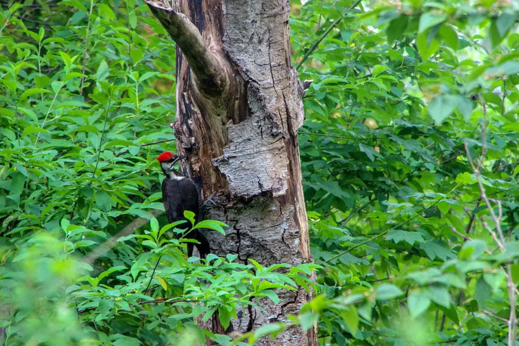 A woodpecker