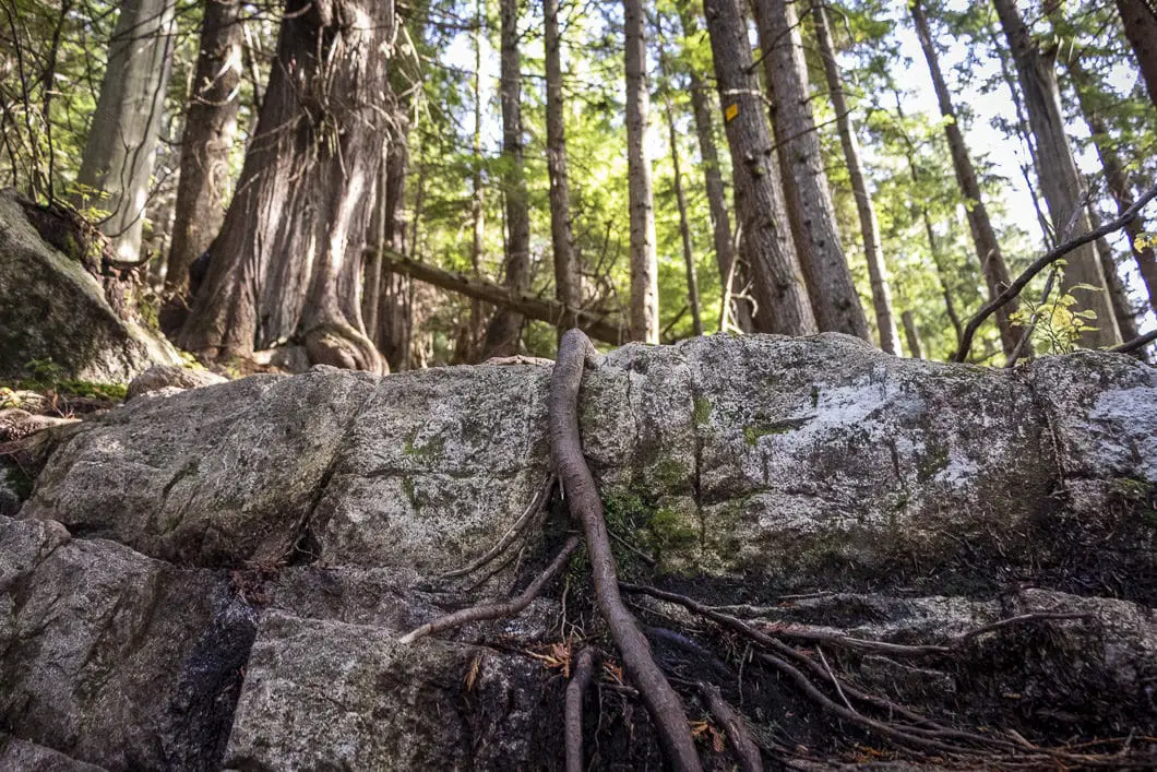 lynn peak trail