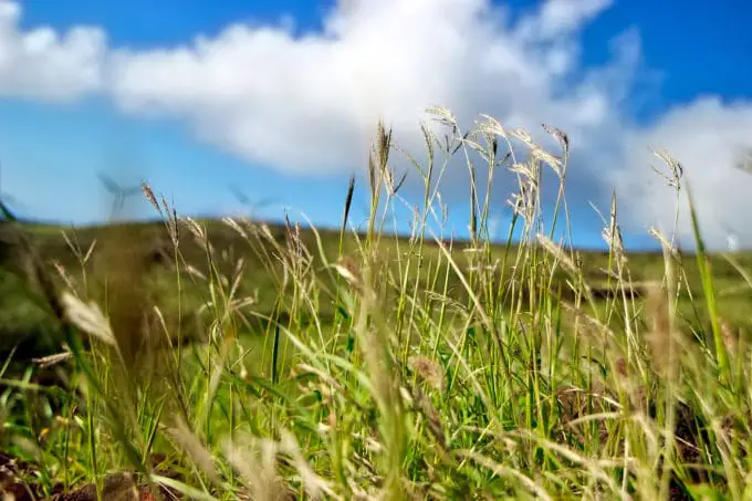 grass along the trail