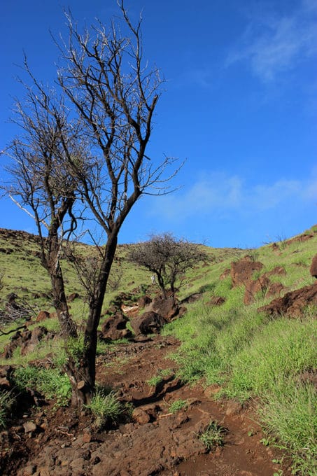 The Lahaina Pali Trail