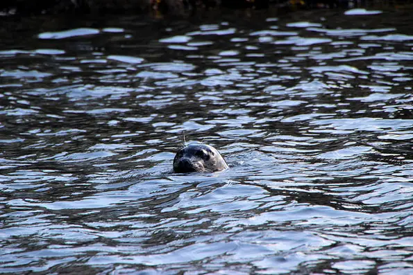 harbour seal