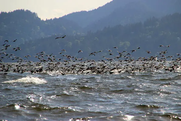 surf scoters