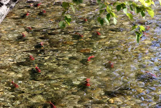 Adams-River-Salmon-Run