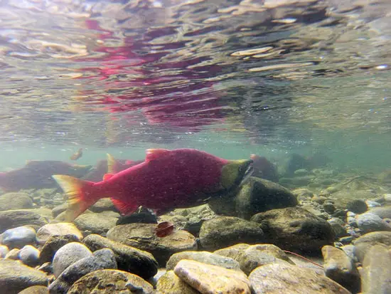 Adams-River-Sockeye