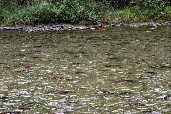 Adams-River-Spawning-Salmon