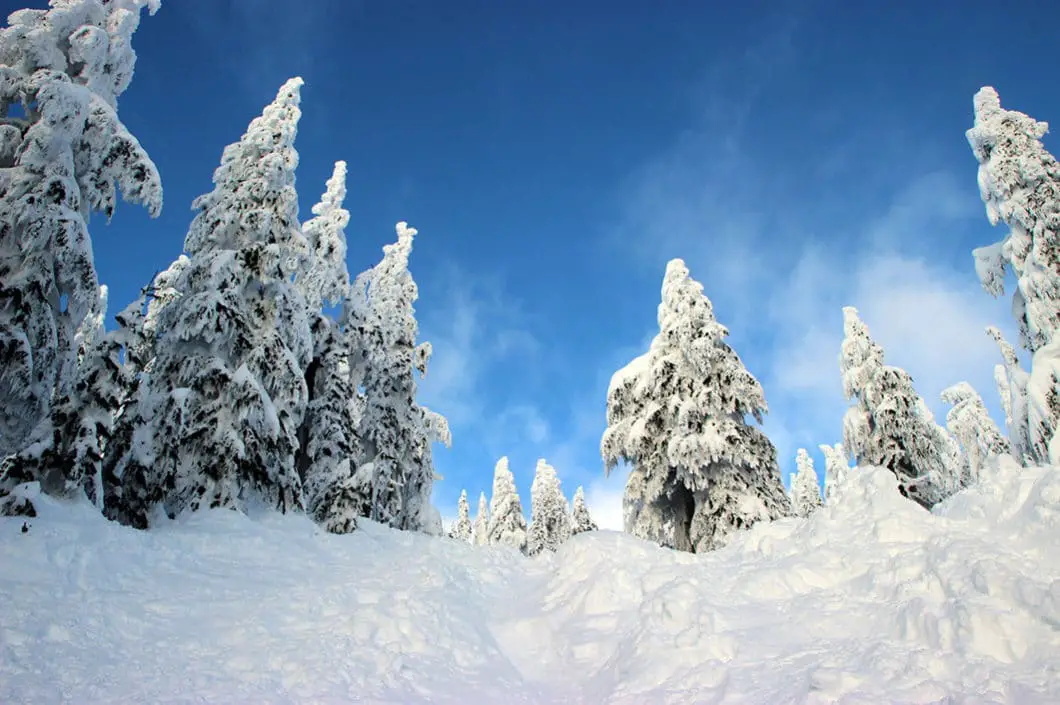 Hollyburn Peak Trail