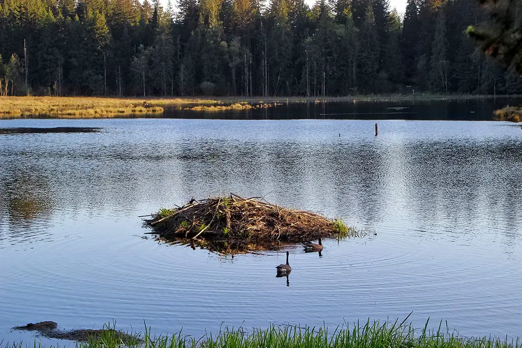 Canada Geese on the marsh