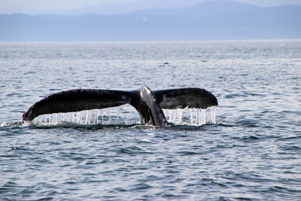 humpback-bc-whale-tours