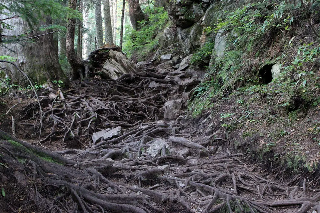 Dog Mountain Trail