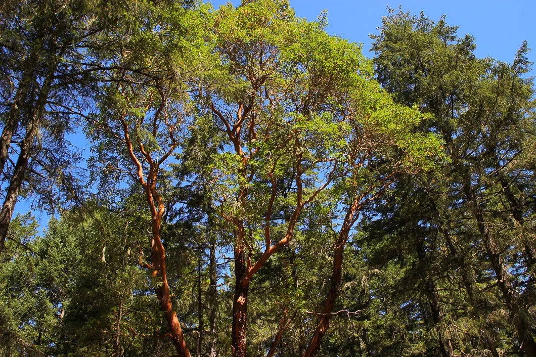Arbutus trees