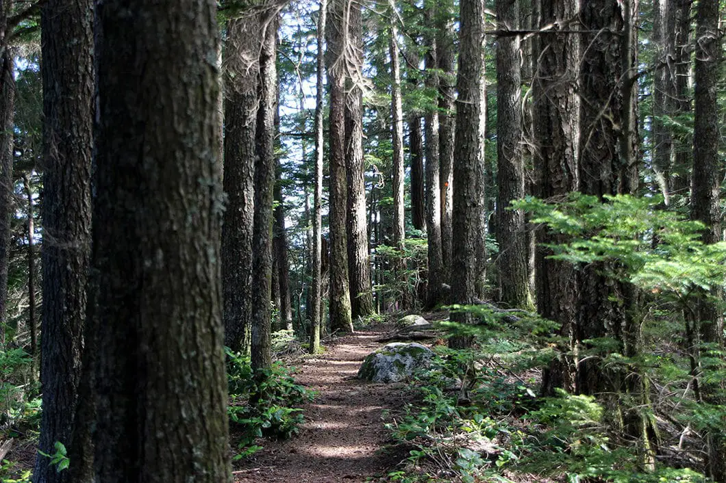 Petgill Lake trail