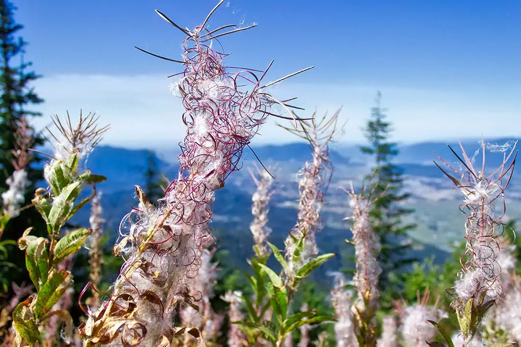 Wildflowers