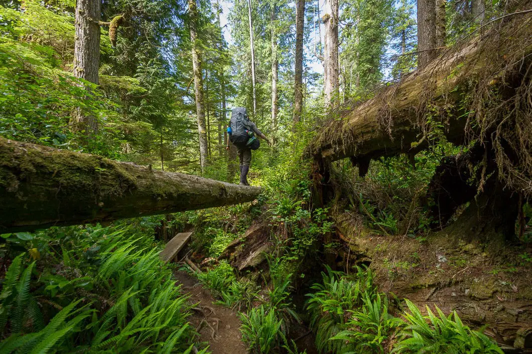 A log bridge