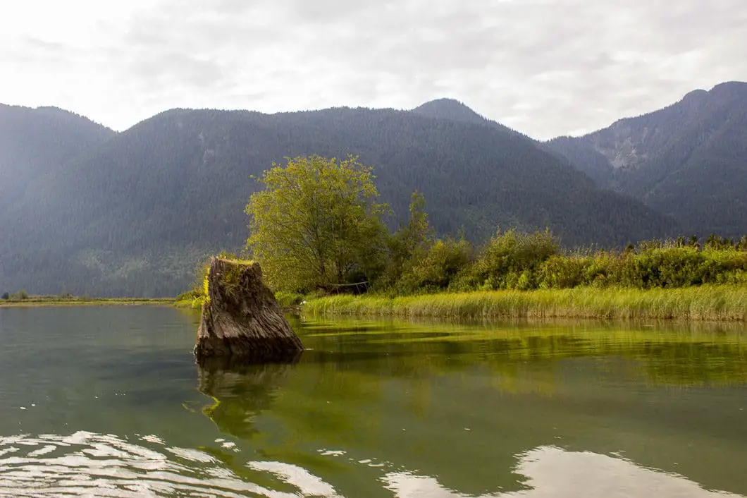 Widgeon Falls Hike and Canoe in Pinecone Burke Provincial Park 3 slough