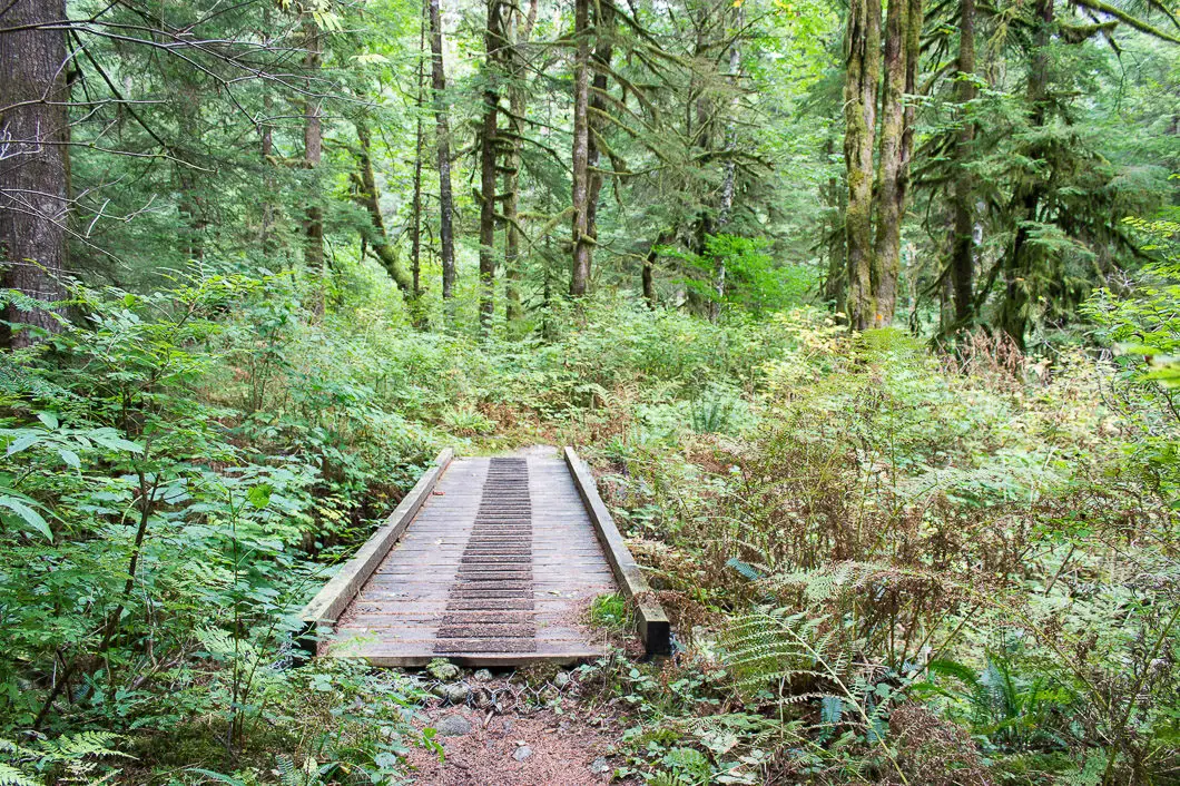 widgeon trail