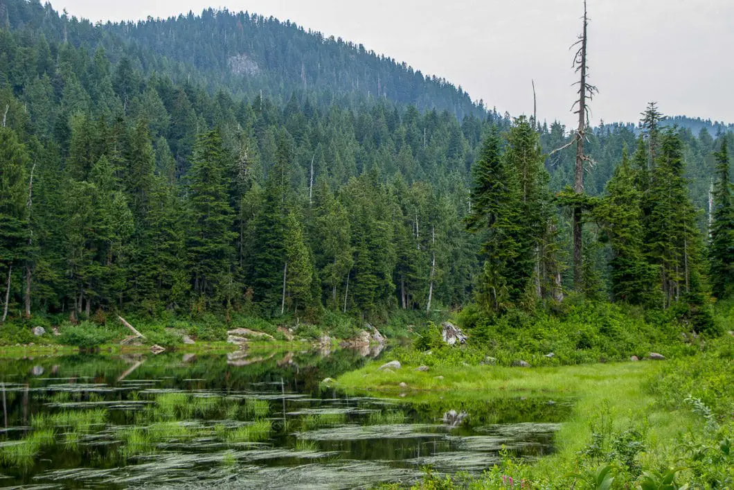 Munro Lake shoreline