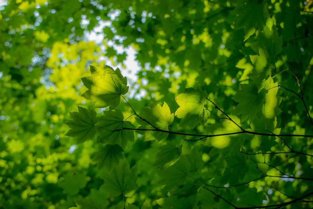 munro lake trail