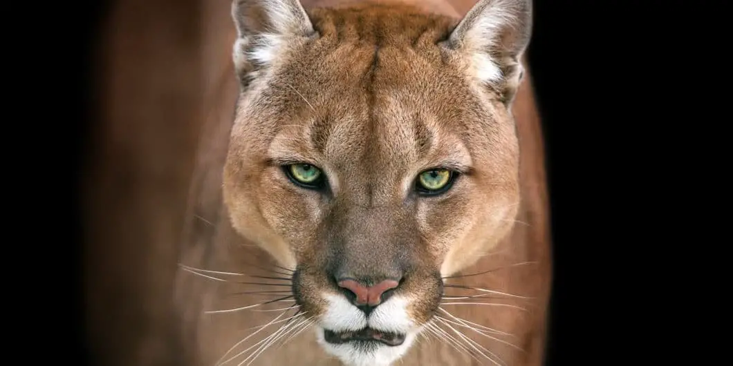 cougar