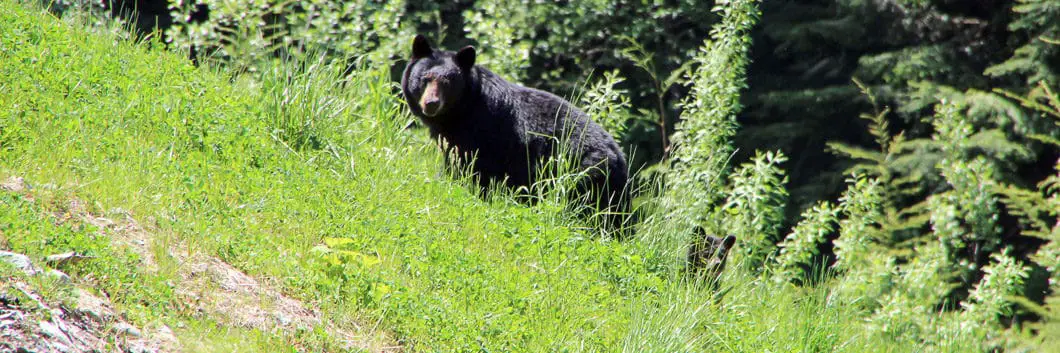 a bear and cub