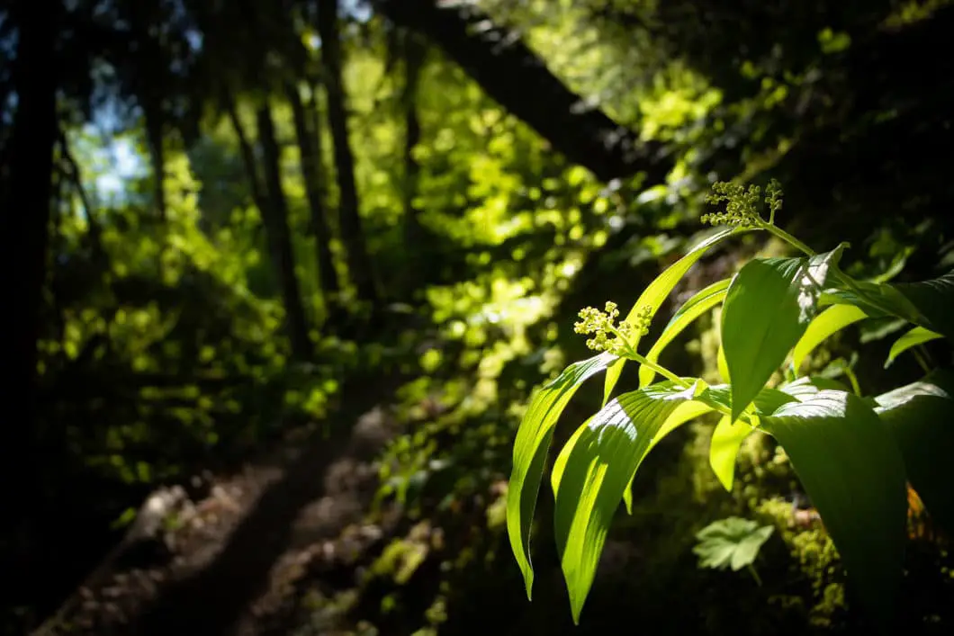 a forest