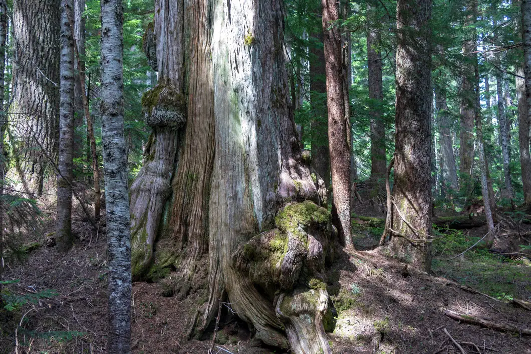 huge tree