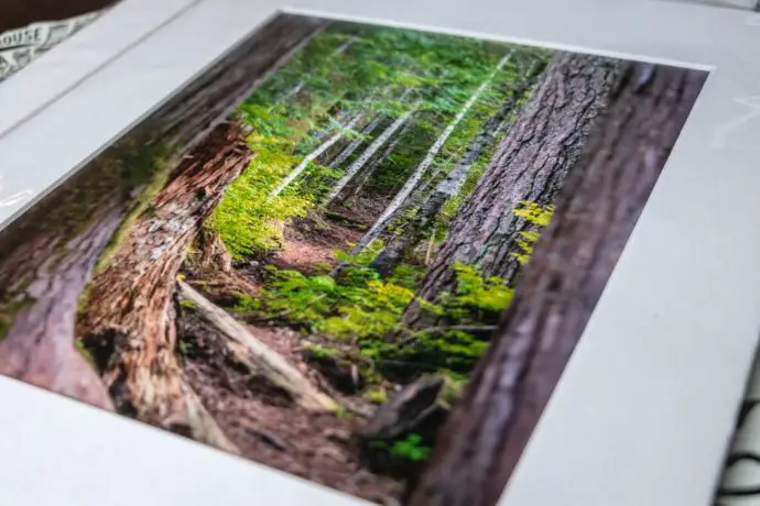 A Walk in the Woods - Image 2
