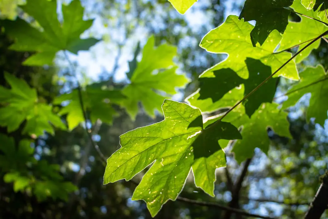 leaves