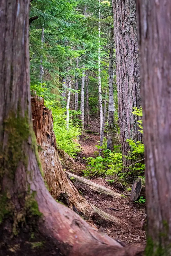 A Walk in the Woods - Image 3