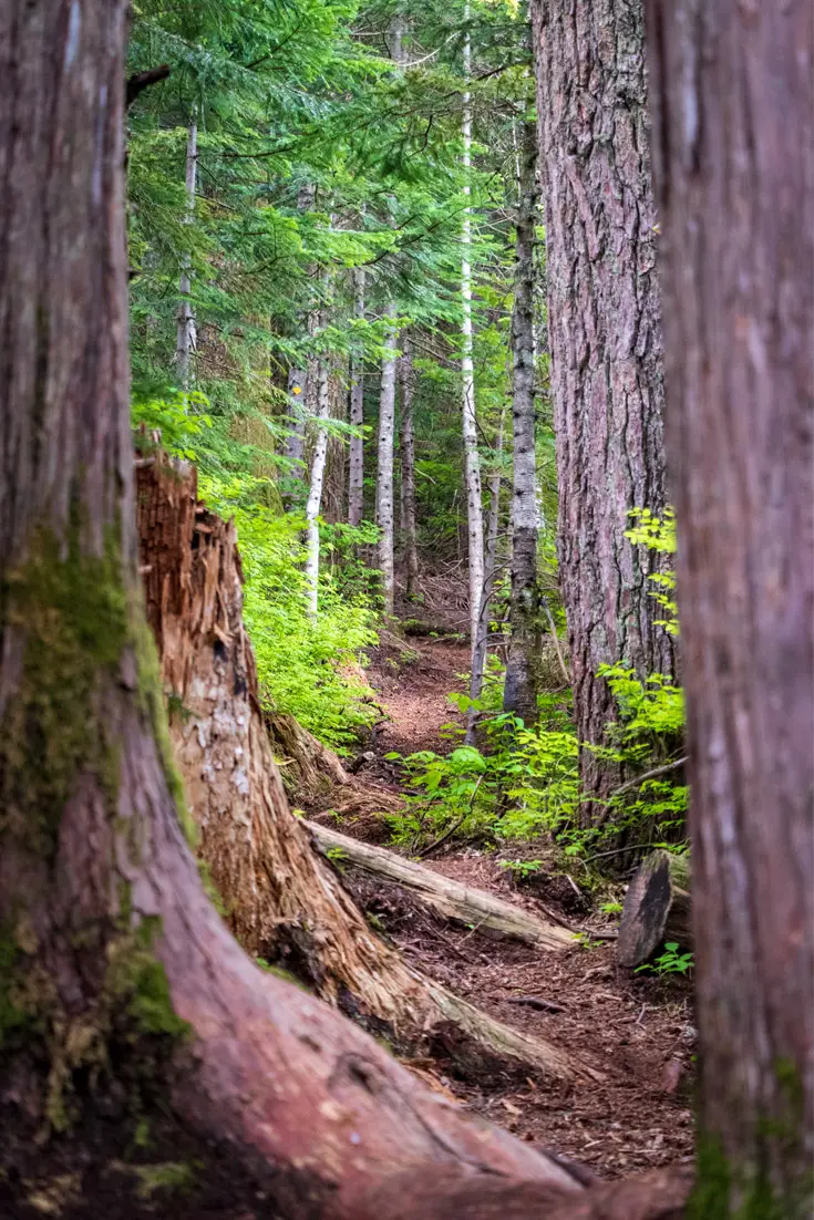 A Walk in the Woods