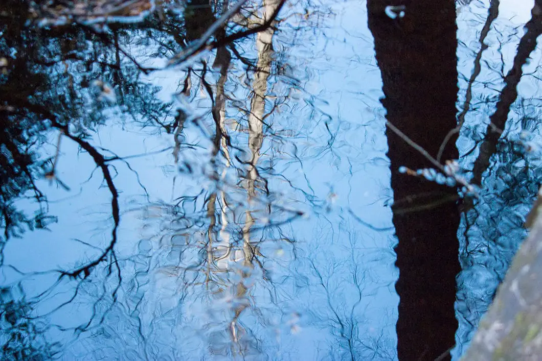 reflection of tree