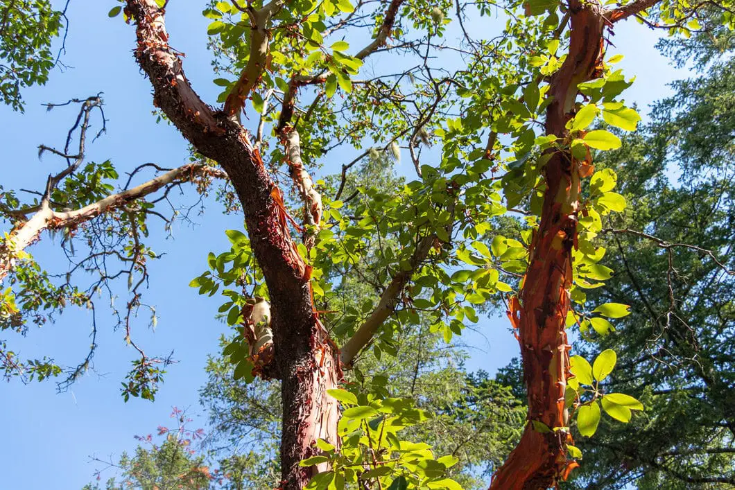 arbutus tree