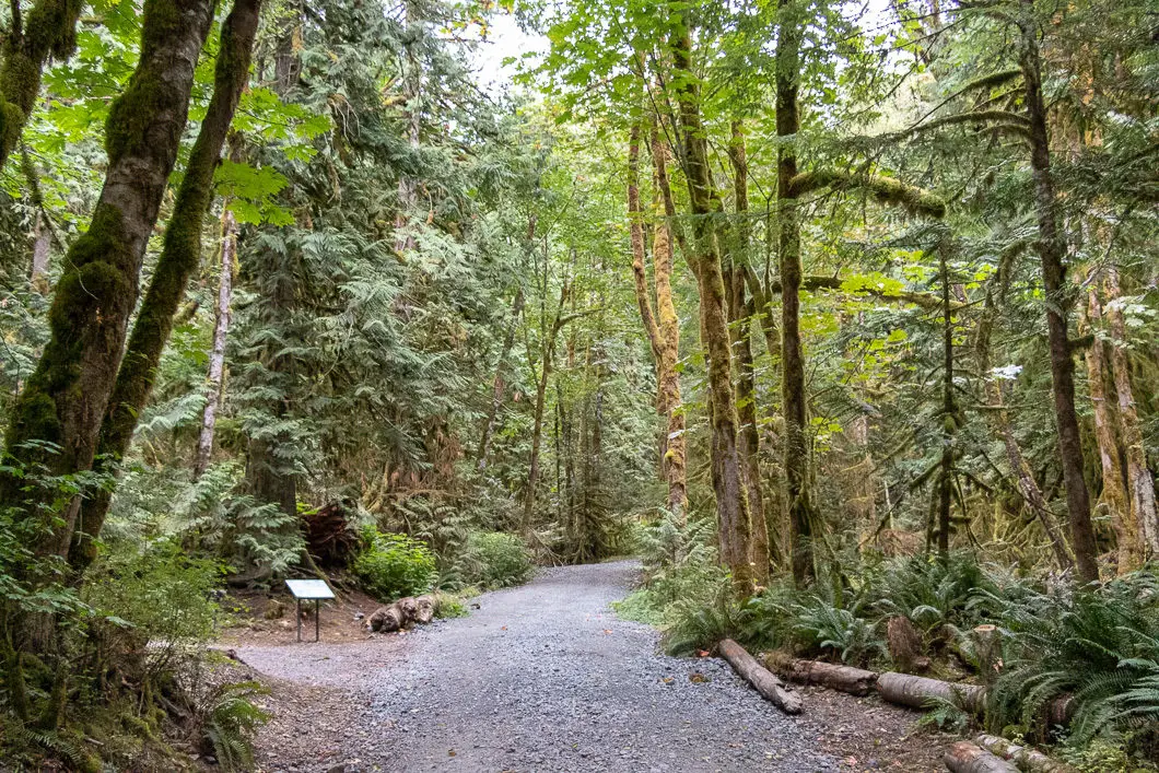 dirt road in forest