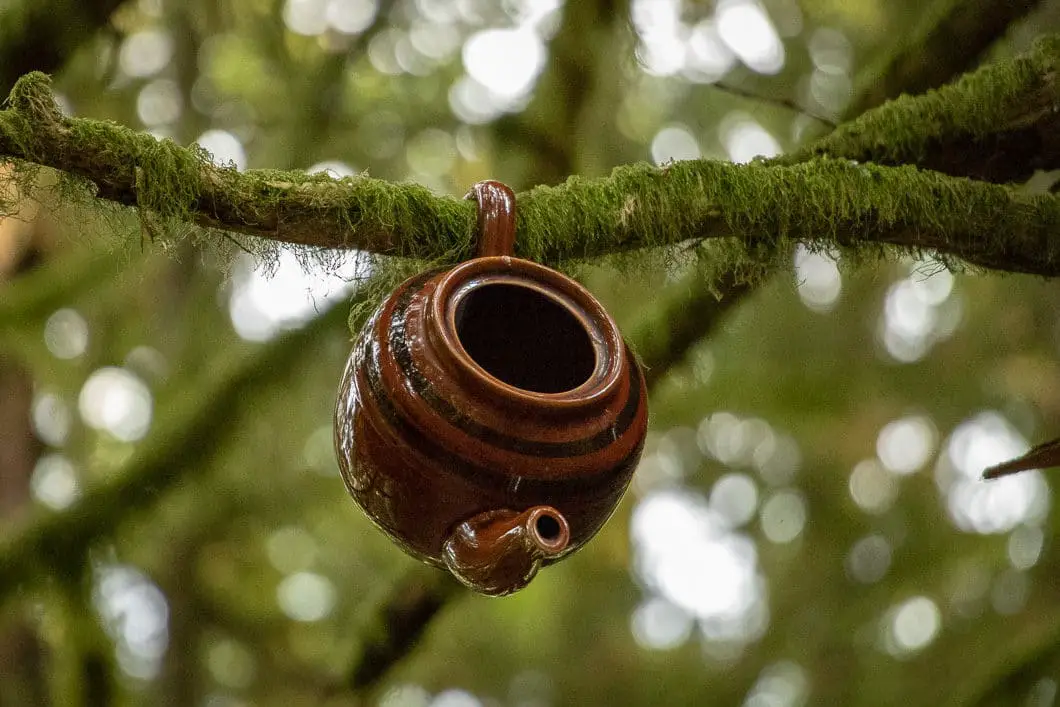 teapot hill 22 | Teapot Hill Hike in Chilliwack