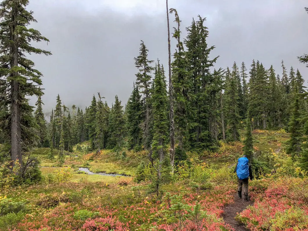 Conflict Lake Hike in Callaghan Valley 6 subalpine