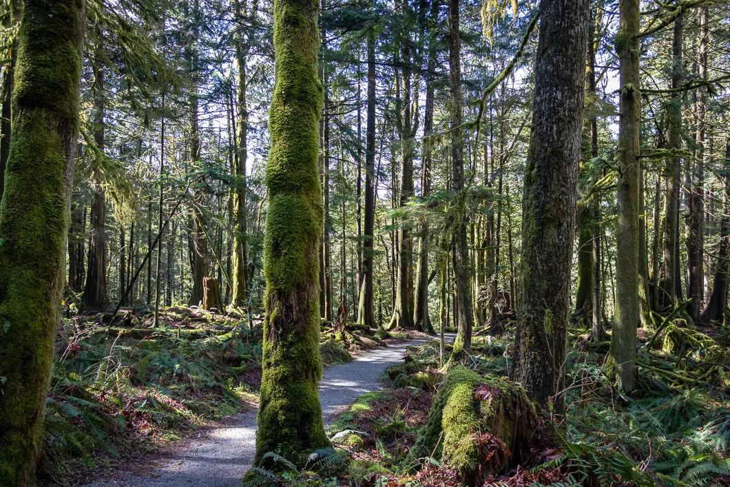 steelhead falls hike 1 | Steelhead Falls Hike in Mission, B.C.