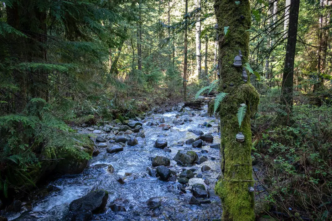 steelhead falls hike 3 | Steelhead Falls Hike in Mission, B.C.