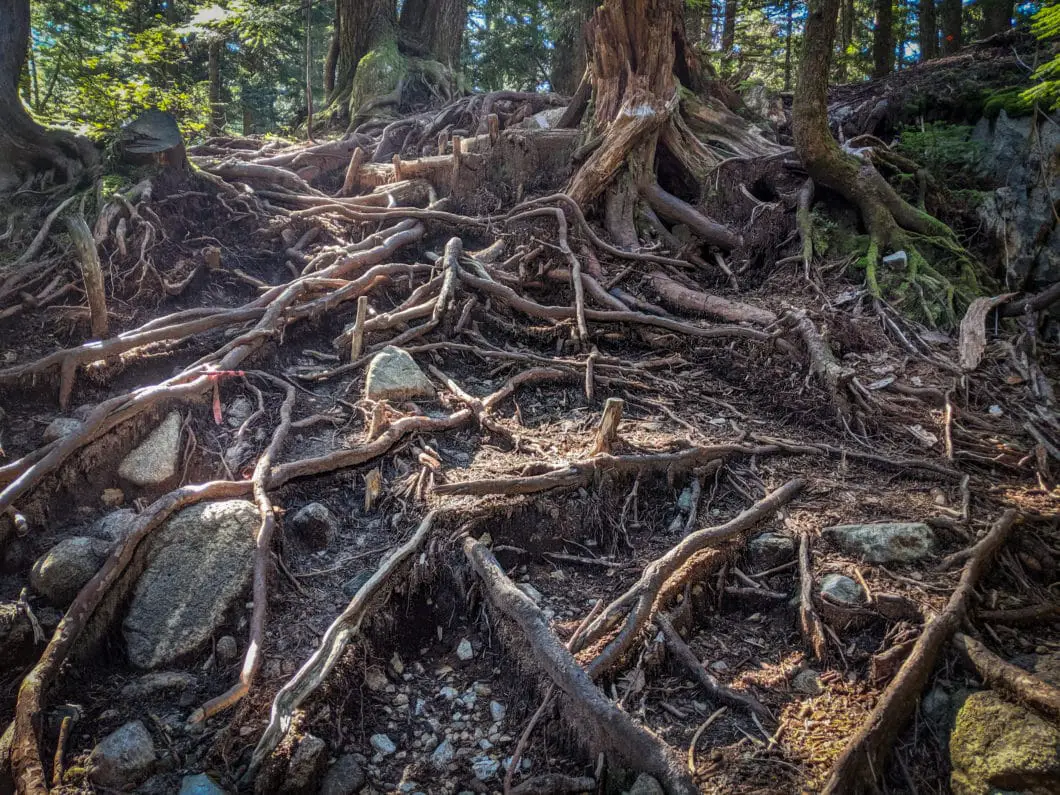 tree roots on trail