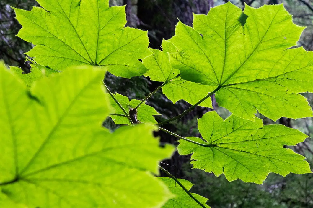 flint feather 2 of 14 | Hiking the Flint and Feather Trail in North Vancouver