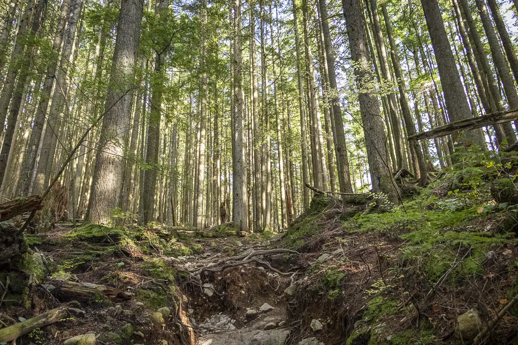 lynn peak forest